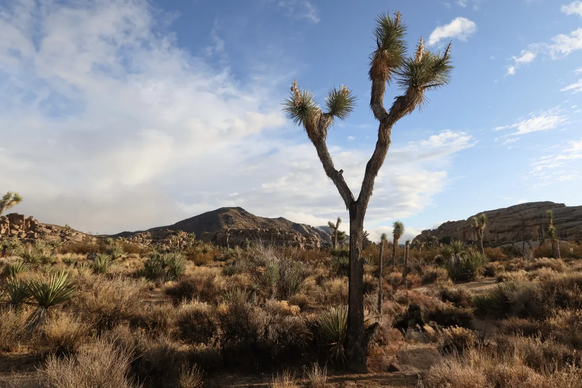 Joshua Tree National Park