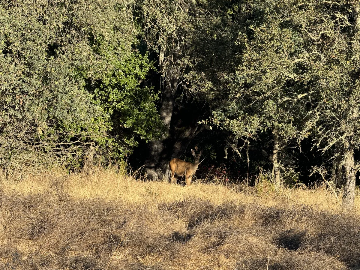 Stanford Dish deer